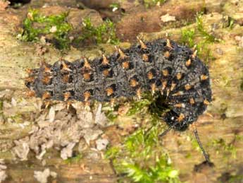  Chenille de Boloria selene D. & S. - Wolfgang Wagner, www.pyrgus.de