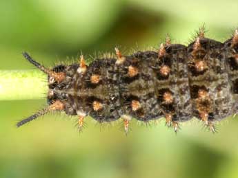  Chenille de Boloria selene D. & S. - Wolfgang Wagner, www.pyrgus.de