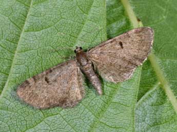 Eupithecia selinata H.-S. adulte - Philippe Mothiron