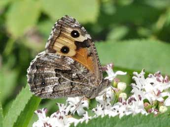 Hipparchia semele L. adulte - ©Philippe Mothiron