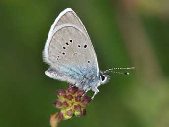 Cyaniris semiargus Rott. adulte - Philippe Mothiron