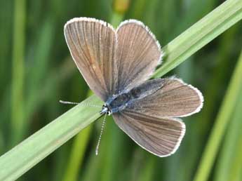 Cyaniris semiargus Rott. adulte - ©Philippe Mothiron