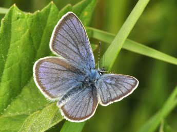 Cyaniris semiargus Rott. adulte - ©Philippe Mothiron