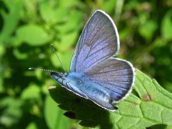 Cyaniris semiargus Rott. adulte - ©Philippe Mothiron