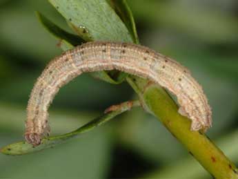  Chenille de Idaea serpentata Hfn. - Wolfgang Wagner, www.pyrgus.de