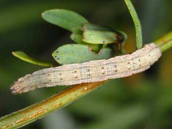  Chenille de Idaea serpentata Hfn. - Wolfgang Wagner, www.pyrgus.de