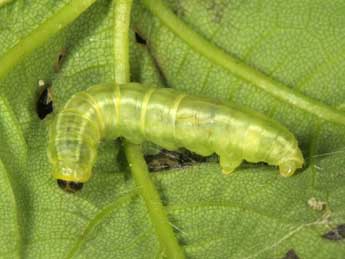  Chenille de Nothocasis sertata Hb. - ©Wolfgang Wagner, www.pyrgus.de