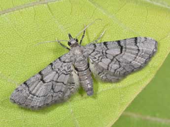 Eupithecia silenicolata Mab. adulte - ©Philippe Mothiron