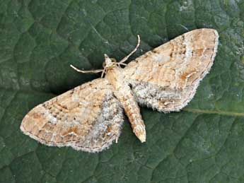 Eupithecia simpliciata Hw. adulte - Daniel Morel