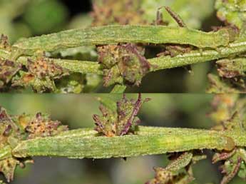  Chenille de Eupithecia simpliciata Hw. - ©Jean-Paul Coat