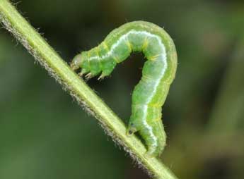  Chenille de Anticollix sparsata Tr. - Philippe Mothiron