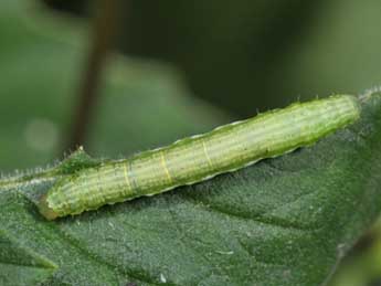  Chenille de Anticollix sparsata Tr. - ©Philippe Mothiron