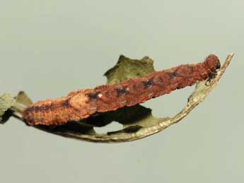  Chenille de Idaea straminata Bkh. - ©Samuel Ducept