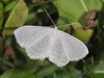 Scopula subpunctaria H.-S. adulte - Philippe Mothiron