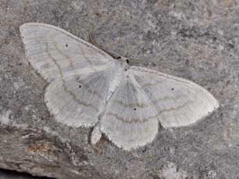 Scopula subpunctaria H.-S. adulte - ©Philippe Mothiron