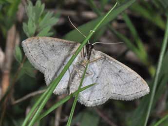 Idaea subsericeata Hw. adulte - Philippe Mothiron