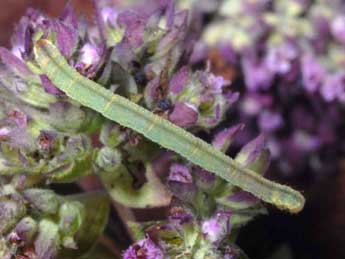  Chenille de Eupithecia subumbrata D. & S. - Wolfgang Wagner, www.pyrgus.de