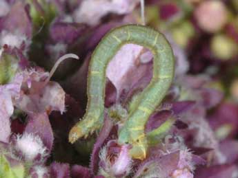  Chenille de Eupithecia subumbrata D. & S. - Wolfgang Wagner, www.pyrgus.de