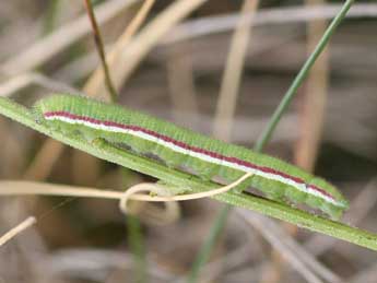  Chenille de Iberochloe tagis Hb. - ©Emmanuel Ruiz