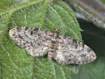 Eupithecia tantillaria Bsdv. adulte - Philippe Mothiron