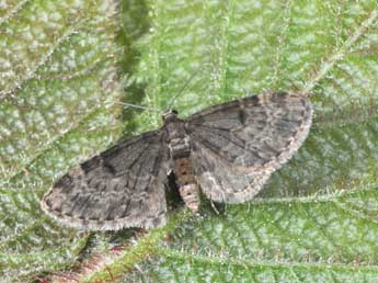 Eupithecia tantillaria Bsdv. adulte - Philippe Mothiron