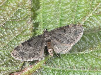 Eupithecia tantillaria Bsdv. adulte - ©Philippe Mothiron