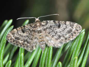 Eupithecia tantillaria Bsdv. adulte - ©Philippe Mothiron