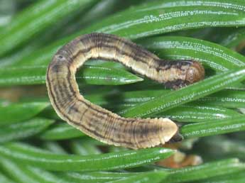  Chenille de Eupithecia tantillaria Bsdv. - ©Philippe Mothiron