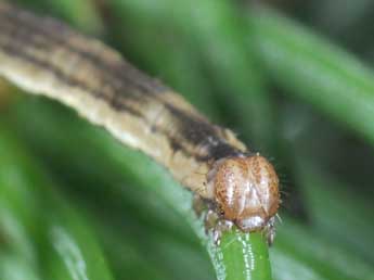  Chenille de Eupithecia tantillaria Bsdv. - Philippe Mothiron