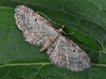 Eupithecia tenuiata Hb. adulte - Philippe Mothiron