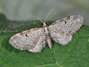 Eupithecia tenuiata Hb. adulte - Philippe Mothiron