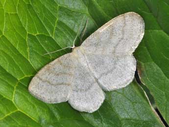 Scopula ternata Schrk adulte - ©Philippe Mothiron