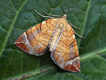 Eulithis testata L. adulte - Daniel Morel