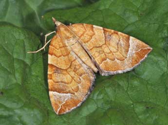 Eulithis testata L. adulte - Philippe Mothiron