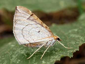 Eulithis testata L. adulte - Daniel Morel