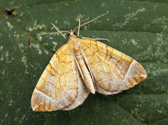 Eulithis testata L. adulte - ©Daniel Morel