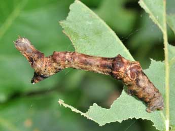  Chenille de Selenia tetralunaria Hfn. - ©Philippe Mothiron