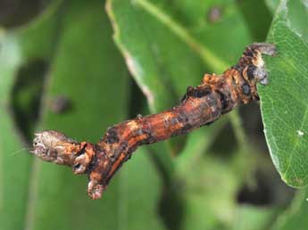  Chenille de Selenia tetralunaria Hfn. - Philippe Mothiron