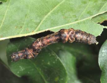  Chenille de Selenia tetralunaria Hfn. - Philippe Mothiron