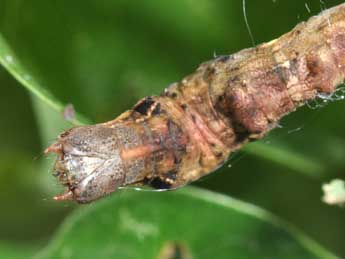  Chenille de Selenia tetralunaria Hfn. - Philippe Mothiron