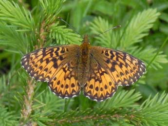 Boloria titania Esp. adulte - ©Philippe Mothiron