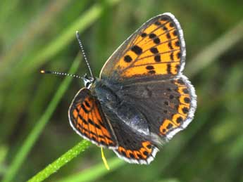 Lycaena tityrus Poda adulte - Philippe Mothiron