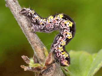  Chenille de Philereme transversata Hfn. - ©Michel Billard