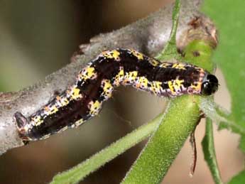  Chenille de Philereme transversata Hfn. - Michel Billard