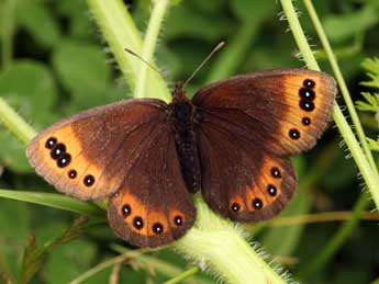 Erebia triarius Prun. adulte - Daniel Morel