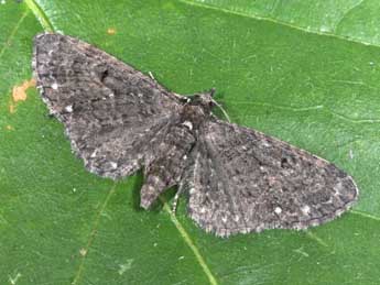 Eupithecia tripunctaria H.-S. adulte - ©Philippe Mothiron