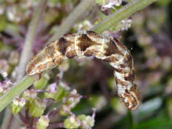  Chenille de Eupithecia tripunctaria H.-S. - ©Wolfgang Wagner, www.pyrgus.de