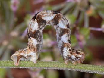  Chenille de Eupithecia tripunctaria H.-S. - Wolfgang Wagner, www.pyrgus.de