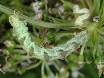  Chenille de Eupithecia tripunctaria H.-S. - ©Wolfgang Wagner, www.pyrgus.de