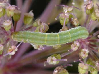  Chenille de Eupithecia trisignaria H.-S. - Wolfgang Wagner, www.pyrgus.de